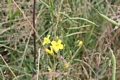 Sommerbild