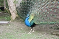 Stolzer Pfau mit geschlagenem Rad